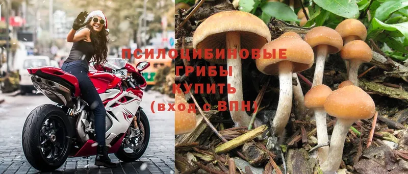 Галлюциногенные грибы Psilocybine cubensis  Ревда 